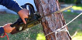 Best Arborist Consultation Services  in Hopelawn, NJ