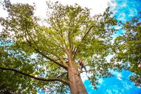 Best Soil Testing and Treatment  in Hopelawn, NJ