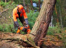 Best Lawn Maintenance Plans  in Hopelawn, NJ