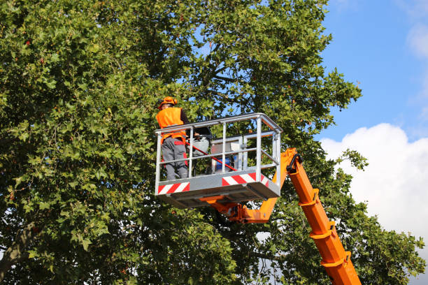 Best Pest Control for Lawns  in Hopelawn, NJ