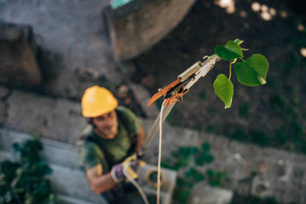 Best Stump Grinding and Removal  in Hopelawn, NJ