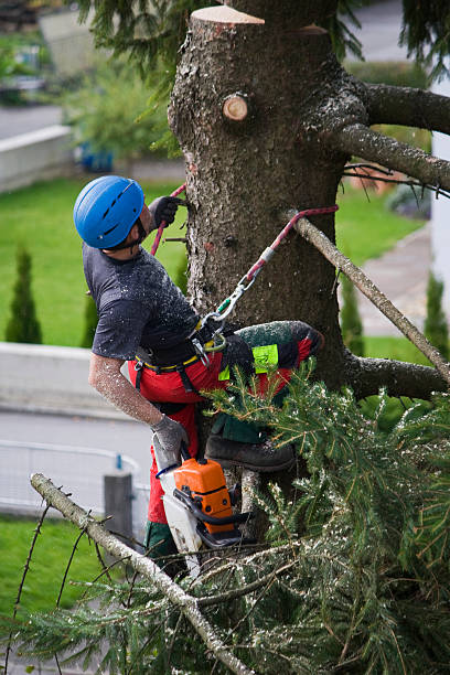 Best Emergency Tree Removal  in Hopelawn, NJ
